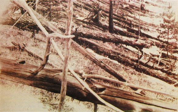 Trees flattened by the intense shock wave created in the atmosphere as the space rock exploded above Tunguska on June 30, 1908. The photograph was taken by the Soviet Academy of Science 1929 expedition led by Leonid Kulik. 500,000 acres, the size of a large metropolitan city, were flattened. Flattening trees requires an immense shock wave.