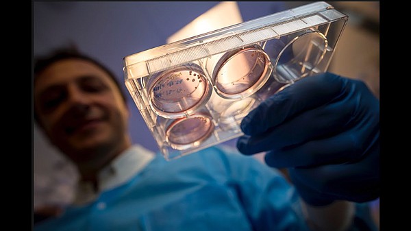 Dr. Alysson Muotri handles a petri dish filled with brain...