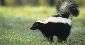 skunk