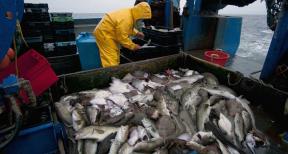 cod fisherman