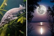 Sturgeon Moon 2019 meaning why August Full Moon called Sturgeon Moon