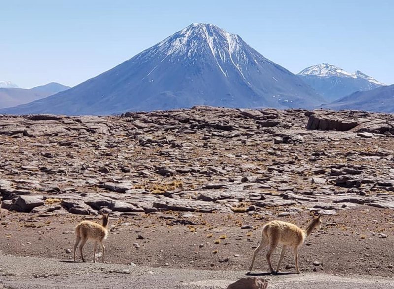 Gray-brown rocky landscape, conical blue snow-capped mountain, two long-haired deer-like animals.