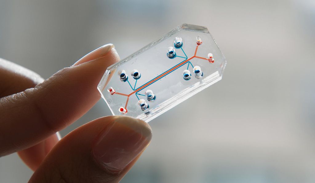 The Organ-on-a-Chip has been patented and is now being commercialized by a startup called Emulate, Inc.