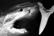 Shark discovery prehistoric shark Aiken daggernose shark Isogomphodon aikenensis