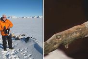 antarctica science wood discovered andrill south pole ice core drilling spt 