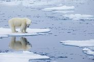 Climate change news polar bears arctic ice minimum global warming effects