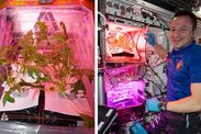 NASA news astronauts grow lettuce space station ISS food grow plants in space