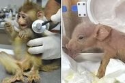 Monkey-pig hybrid human experimentation Chinese labs organs