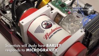 Scientists will study how barley responds to microgravity with an experiment launching to the International Space Station on Dec. 4, 2019. 