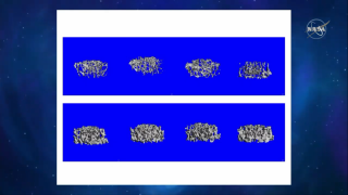 A CAT scan image of "normal" mice bone (above) and mice bone from a mouse that was treated with an experimental drug that blocked the production of activin and myostatin. 