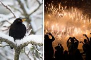 New Years Eve fireworks 2019 fireworks display near you birds lethal