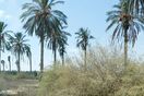 archaeology news Israel history middle east ancient history science plants botany