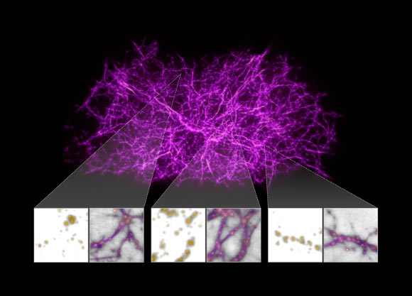 Burchett et al designed a computer algorithm, inspired by slime mold behavior, and tested it against a computer simulation of the growth of dark matter filaments in the Universe. Image credit: NASA / ESA / J. Burchett and O. Elek, University of California, Santa Cruz.