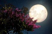 Supermoon 2020 April Pink Moon date time biggest Full Moon