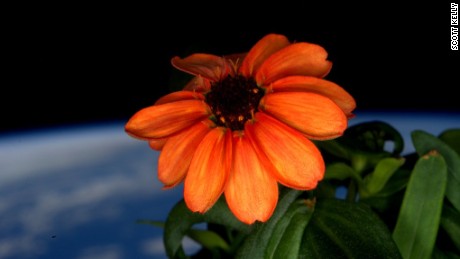 Is this the first ever flower grown in space? 