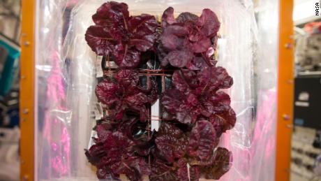 Red romaine lettuce was one of the first plants grown on the space station.