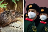 Coronavirus latest updates hantavirus China expert opinion epidemic spread