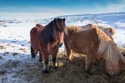 climate change news animals in arctic permafrost global warming