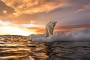 arctic climate change models ice melt sea rise north pole summer global warming