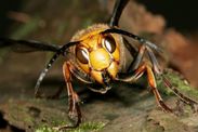 giant asian hornets uk can asian hornets kill you insects venom