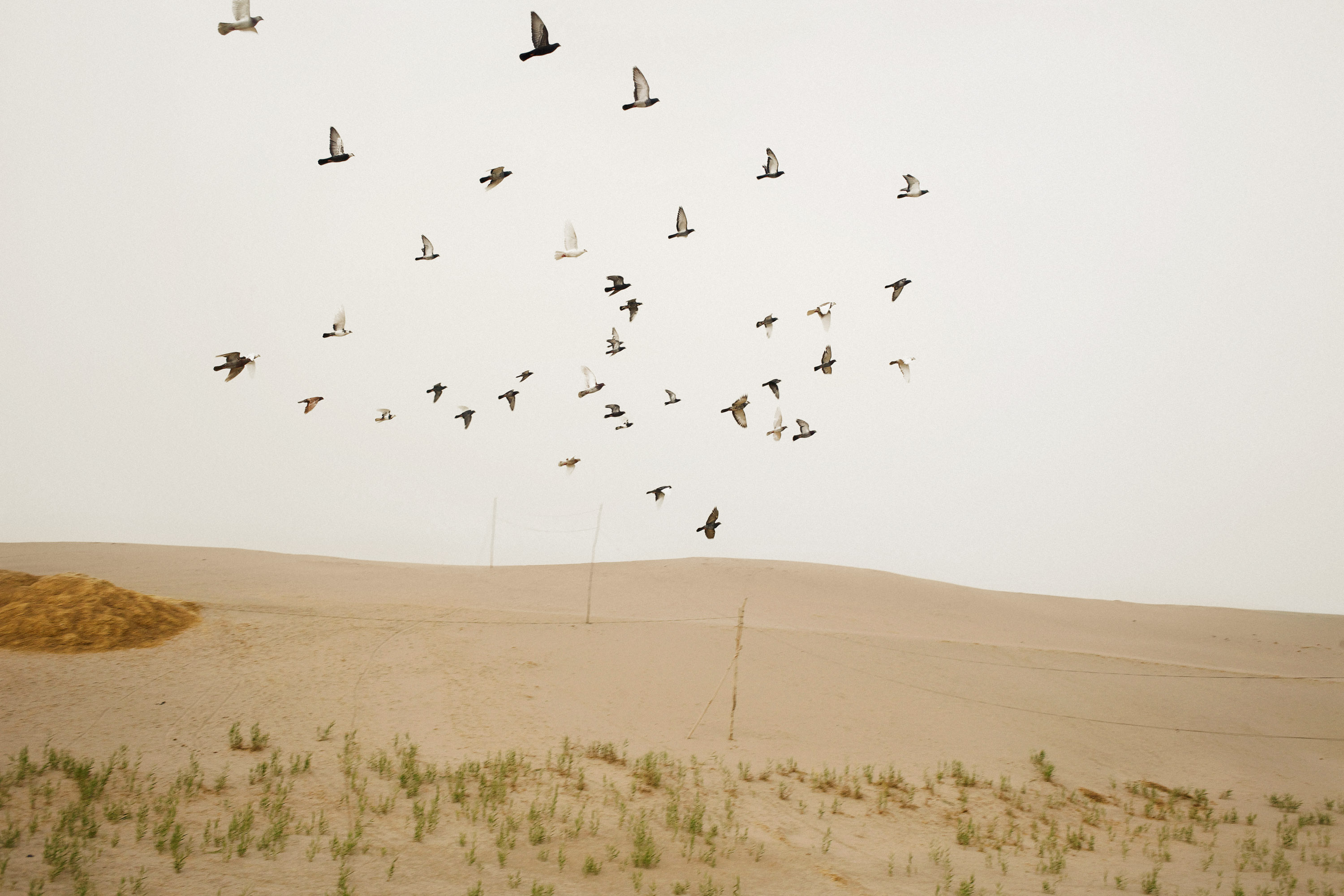 A flock of pigeons circle in the air above homes in a Uyghur farming village on the desert's edge.