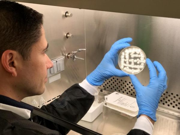 Mold in space: NASA grant to study space station fungus – CU Boulder Today