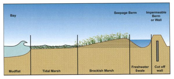 Nature: the next big thing in climate adaptation technology? – Marketplace APM