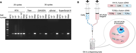 A facile technology for the high-throughput sequencing of the paired VH:VL and TCRβ:TCRα repertoires – Science Advances